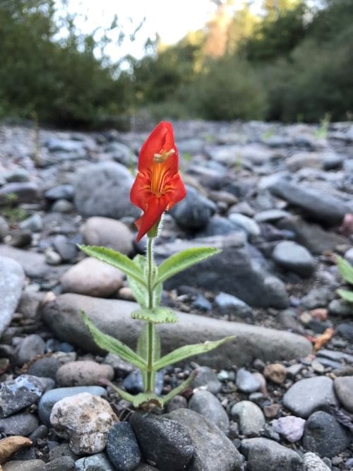 Image: Scarlet monkeyflower (Mimulus cardinalis) in natural habitat