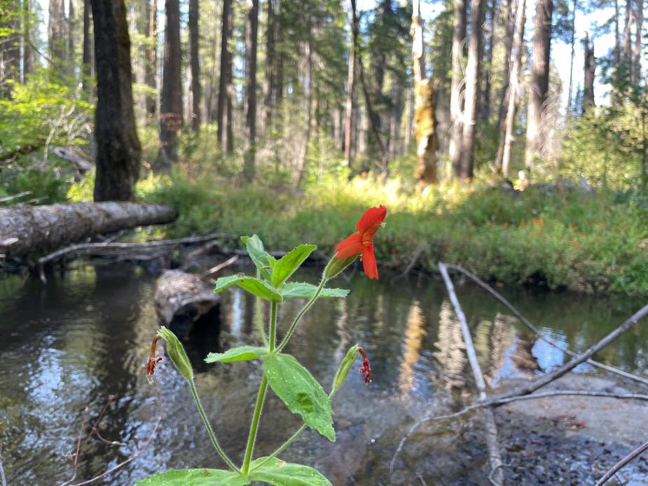 Image: Scarlet monkeyflower plant by stream habitat