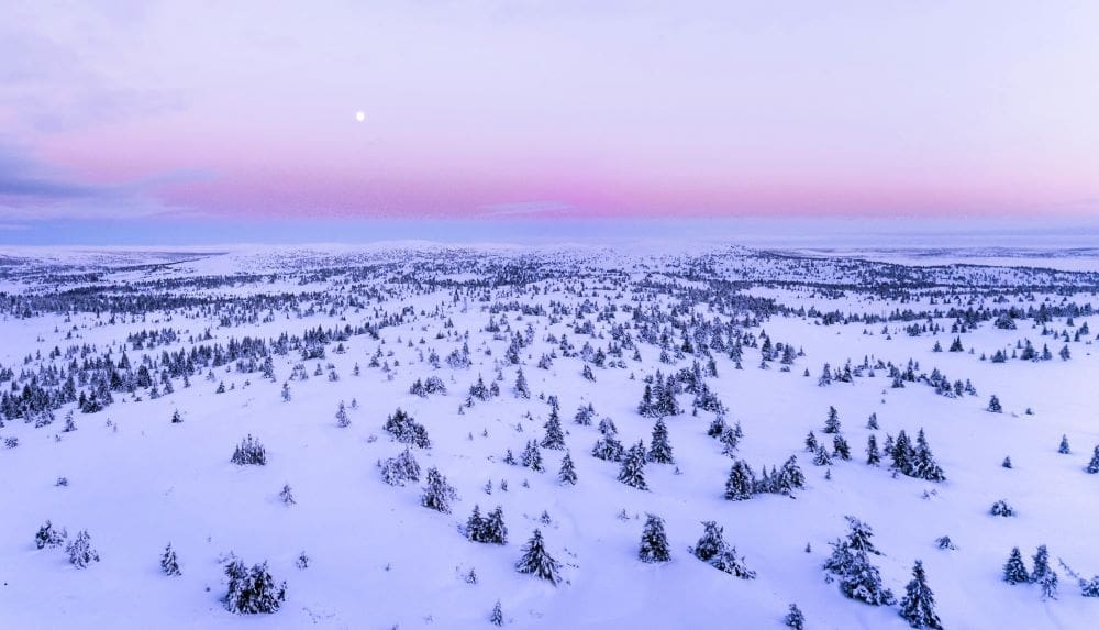 Image: taiga, snow, forest