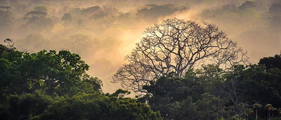 Image: tropical rainforest