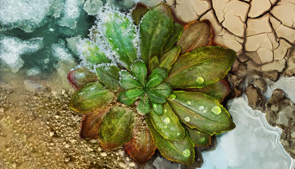 Image: Arabidopsis adaptation to different climates