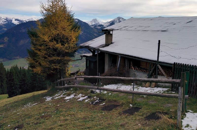 Image: Plots of Arabidopsis thaliana partially covered by snow in Brixen im Thale, Austria (s. Rapid adaptation and extinction in synchronized outdoor evolution experiments of Arabidopsis)