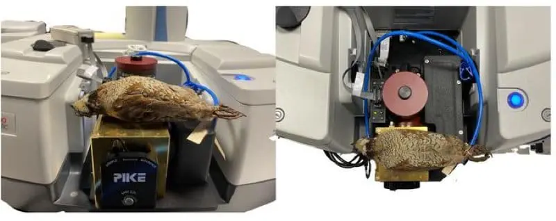 Image: Bobwhite specimen in nitrogen-purged Fourier transform infrared (FTIR) sepctrometor