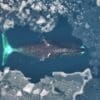 Image: Aerial view of a Bowhead whale in Arctic