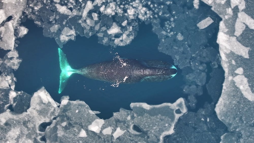 Image: Aerial view of a Bowhead whale in Arctic