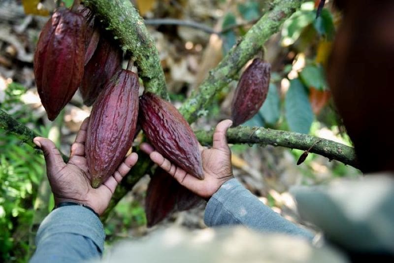 Image: Cacao grower Colombia (s. cocoa production)