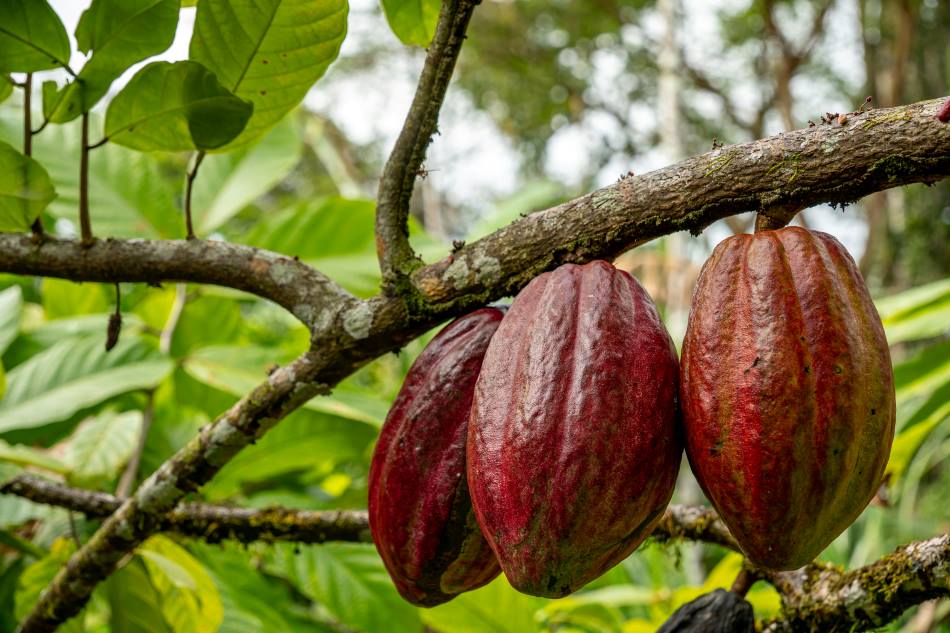 Image: Cacao tree with fruit pods