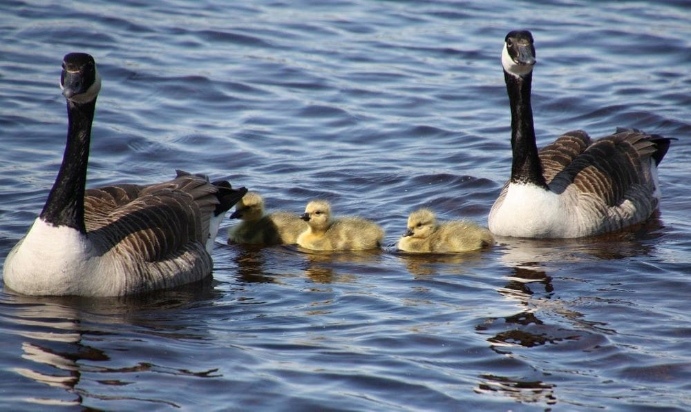 Image: A Canada goose family with goslings swimming in a lake