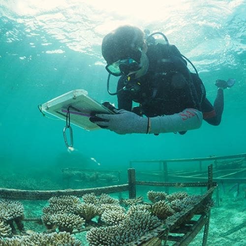Image: monitoring corals