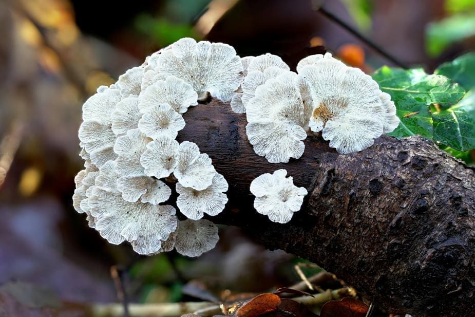 Image: Close-up of a Crimped Gill Fungus on a Branch