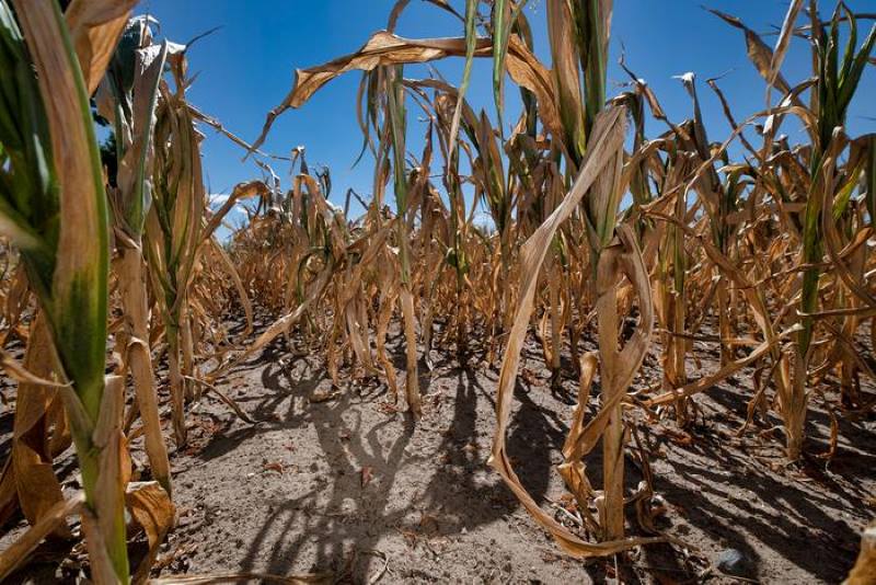 Image: Crop failures in dry soils (s. climate change, warming scenarios)
