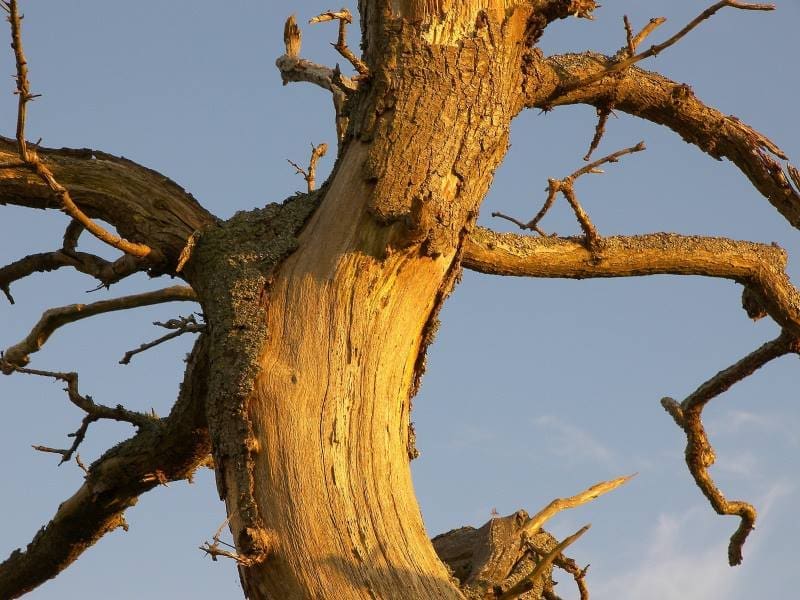 Image: Vertical closeup shot of a damaged tree trunk with bare branches 