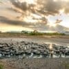 Image: Buffalo gathered in a nearly dried-up waterhole during drought conditions linked to moderate global warming and climate change