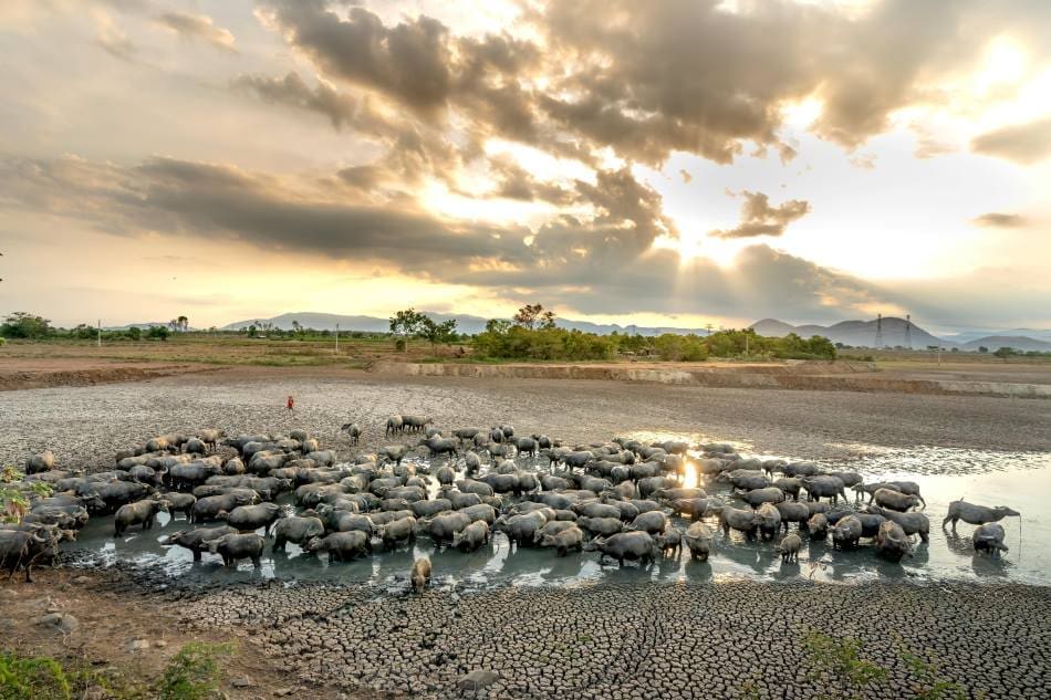 Moderate warming still linked to severe climate extremes Image: Buffalo gathered in a nearly dried-up waterhole during drought conditions linked to moderate global warming and climate change