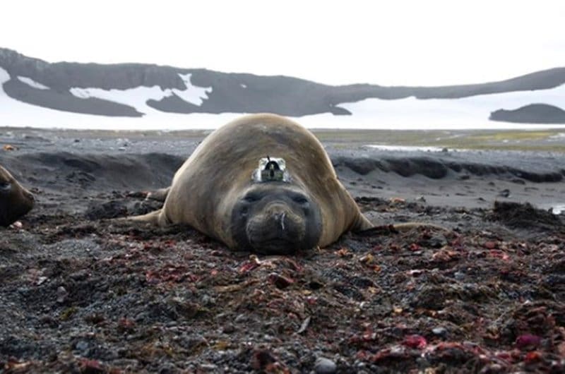 Image: Southern Elephant seal with a CTD-SRDL tag