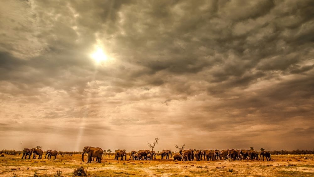 Image: Elephants under a cloudy sky (s. global temperatures)