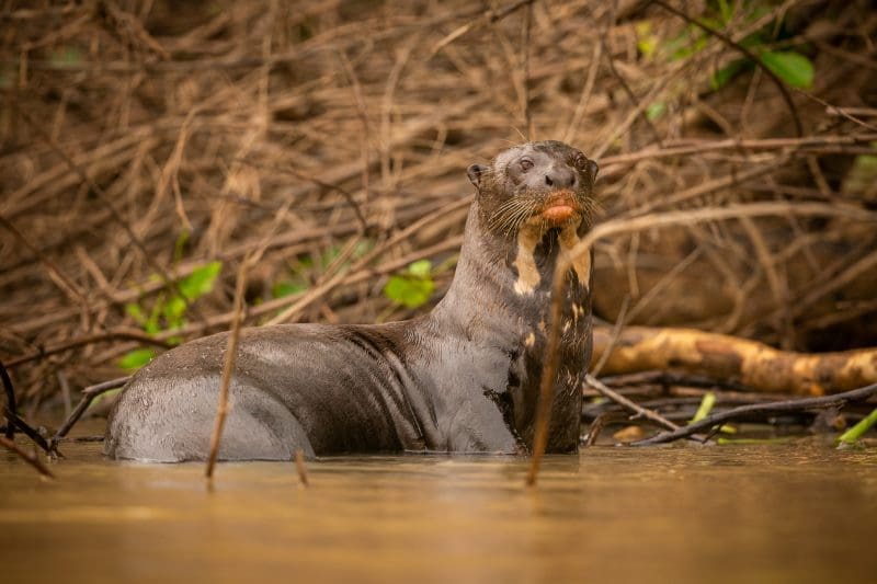 Image: Giant river otter feeding in the nature habitat (s. migratory species & international protection)