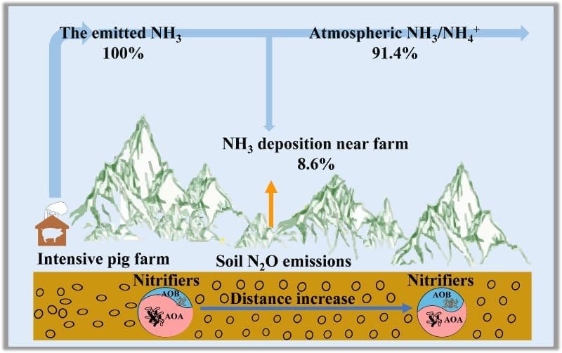 Image: Graphical abstract - Increased soil N₂O emissions under natural gradient of atmospheric NH₃ deposition (s. ammonia pollution)