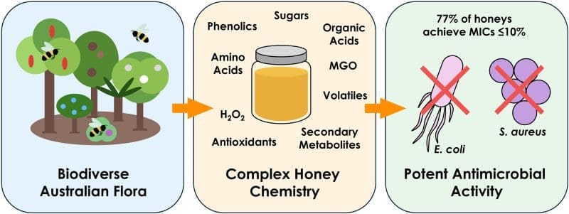 Image: Graphical abstract -  Diverse Forage Enhances the Antimicrobial Potency of Australian Honey (s. honey, native plants)