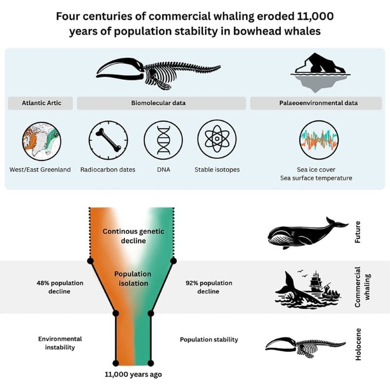 Graphical abstract