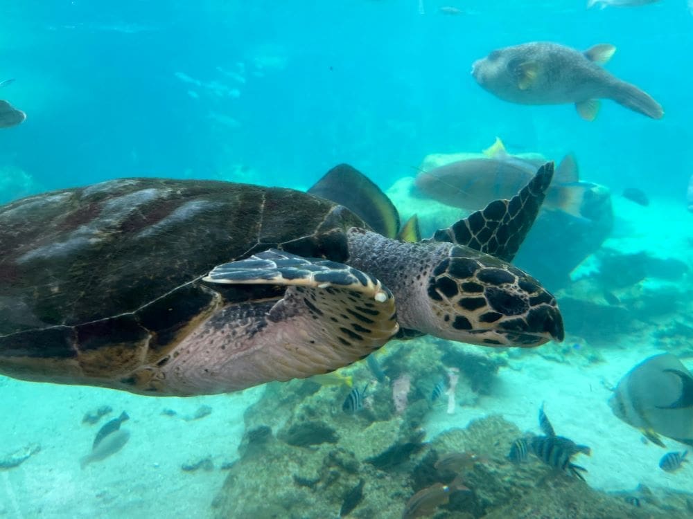 Image: Tortuga carey (Eretmochelys imbricata)