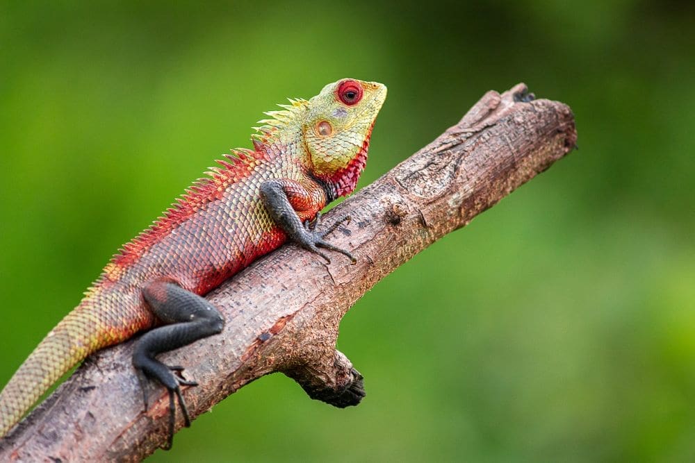 Image: Lizard, Animal, Reptile