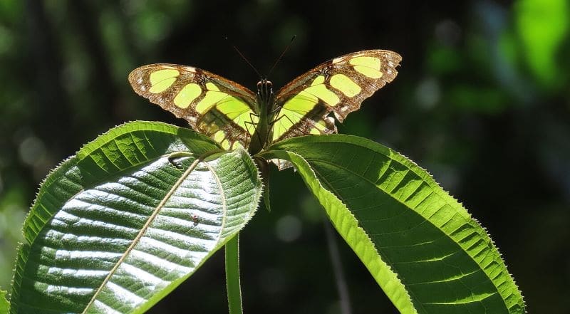 Image: A malachite butterfly (family Nymphalidae) from the Peruvian Amazon basin (s. insects)