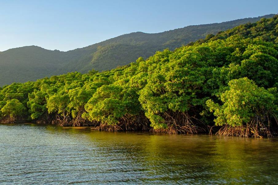 Image: Mangroves at Karimunjawa in Indonesia