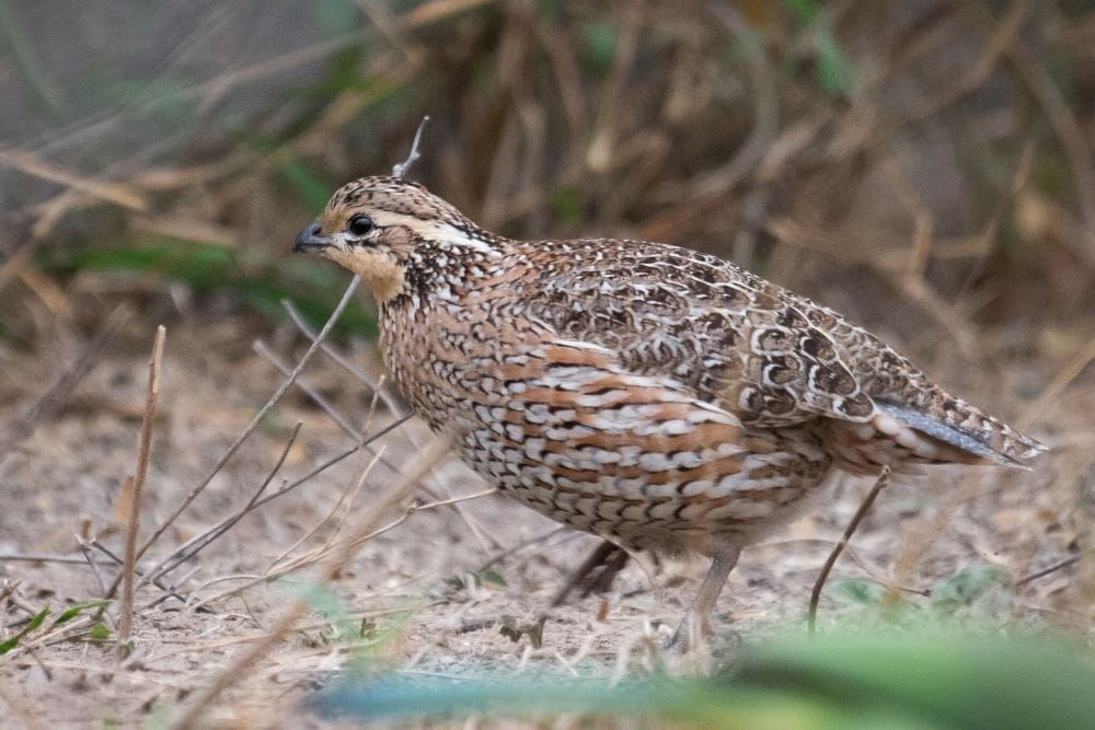 Image: a Northern bobwhite