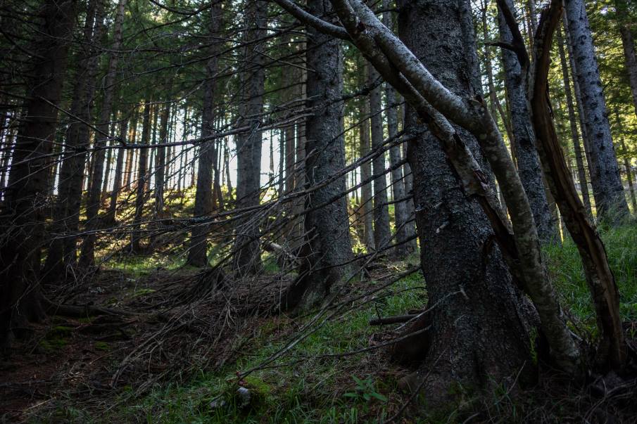 Image: old forest