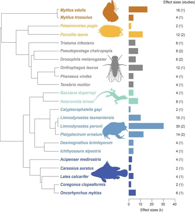 Image: Phylogenetic tree of all species included in our meta-analysis - Fig 1  - 'Unresponsive to change: Ectotherms fail to adjust physiology to daily temperature variation'