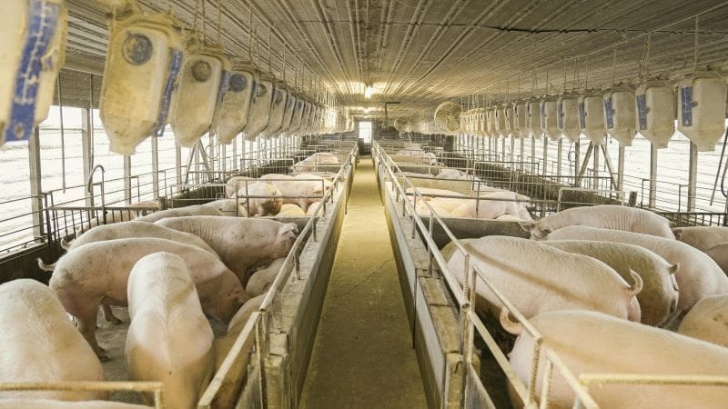 Image: intensive pig farm