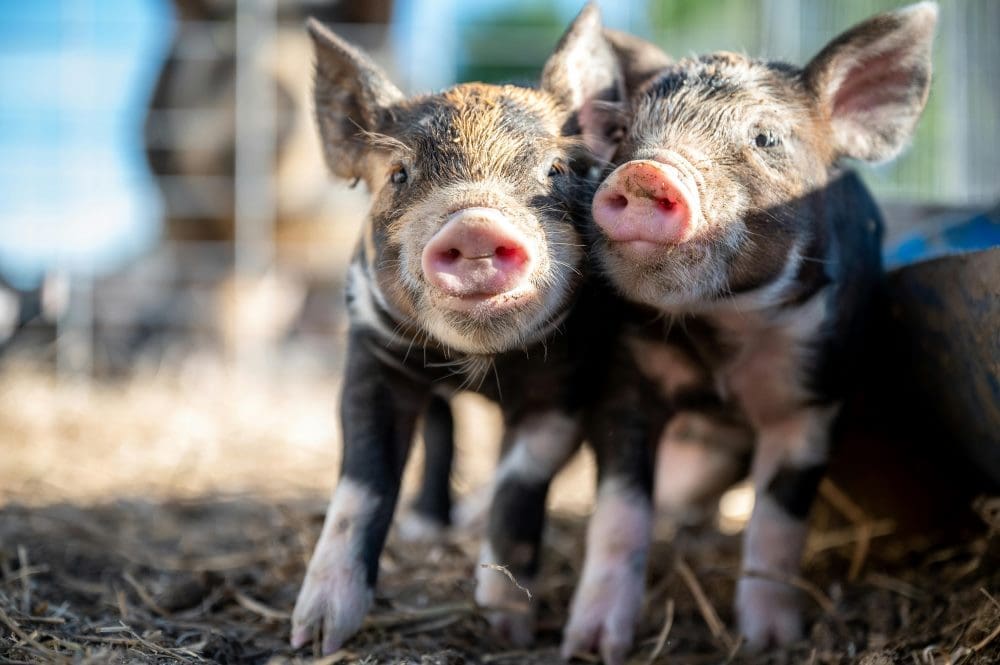 Image: Black and Pink Piglets