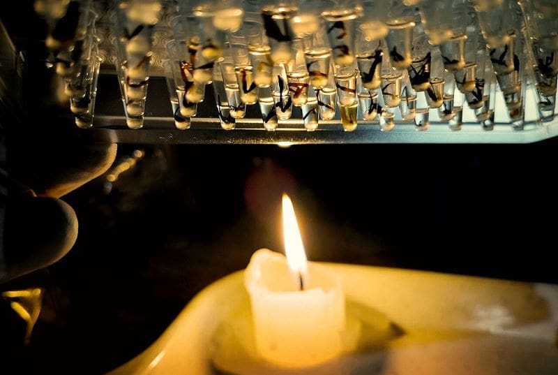 Image: DNA samples (s. insects)