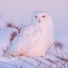 Forty new migratory species win international protection: UN body Image: Snowy Owl (Bubo scandiacus)