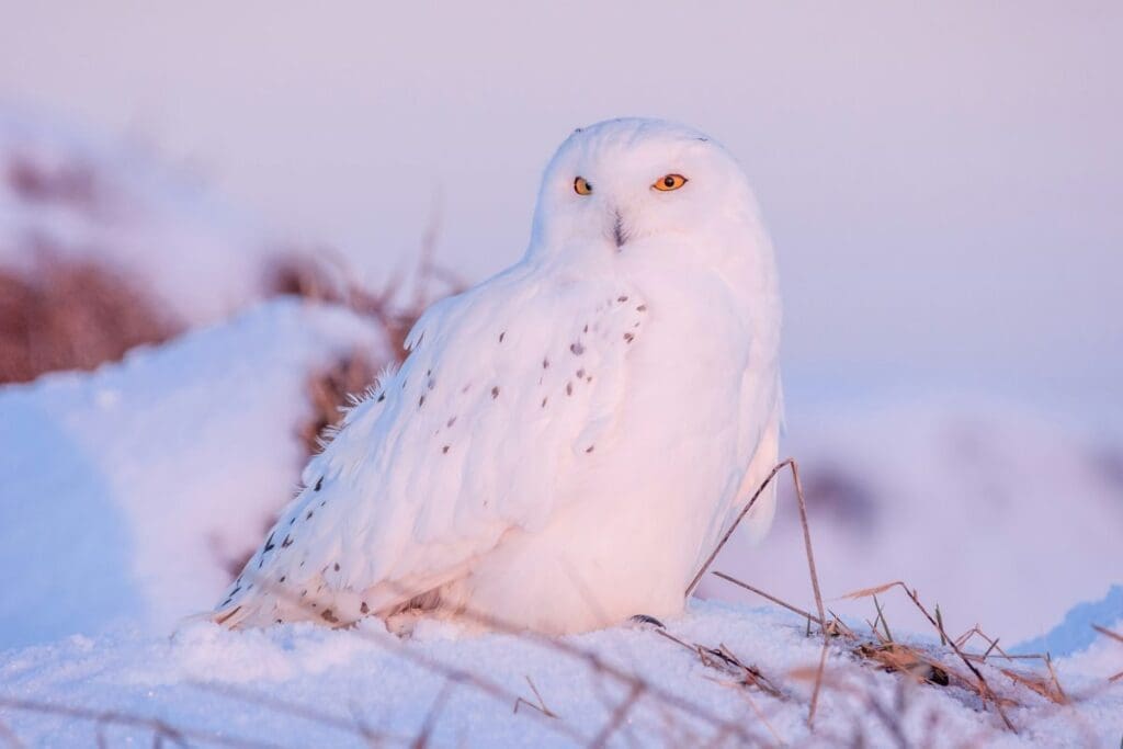 Image: Snowy Owl (Bubo scandiacus)