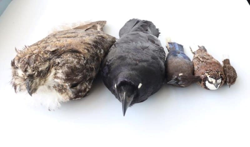 Image: from left to right: great-horned owl, common raven, Stellar's jay, bobwhite, and song sparrow (s. Bird feathers, heat, light, color)