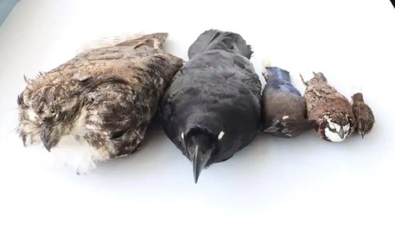 Image: from left to right: great-horned owl, common raven, Stellar's jay, bobwhite, and song sparrow (s. Bird feathers, heat, light, color)