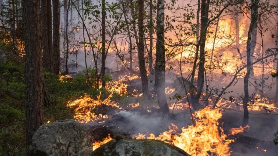 Underground peat fires drive hidden carbon emissions in Swedish wildfires Image: Forest fire
