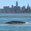 Image: A gray whale known as 'Ladybug' swimming in central San Francisco Bay