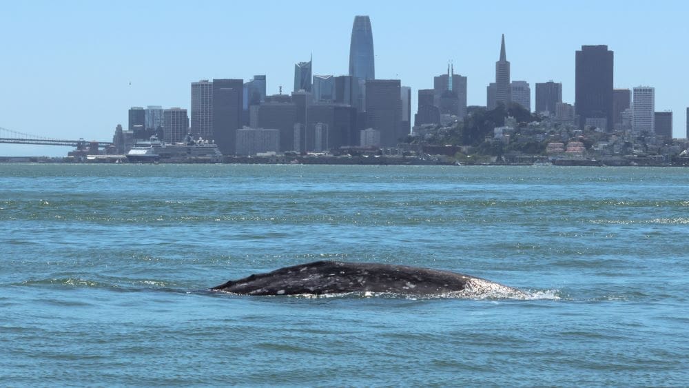 Image: A gray whale known as 'Ladybug' swimming in central San Francisco Bay