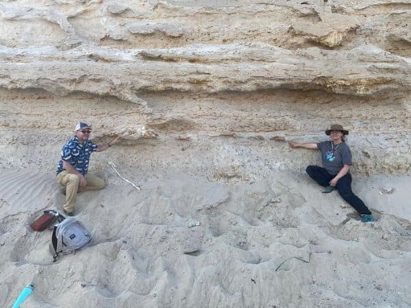 Image: Whale fossils in road cut