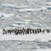 Image: Antarctica, Ice Melting, Penguins