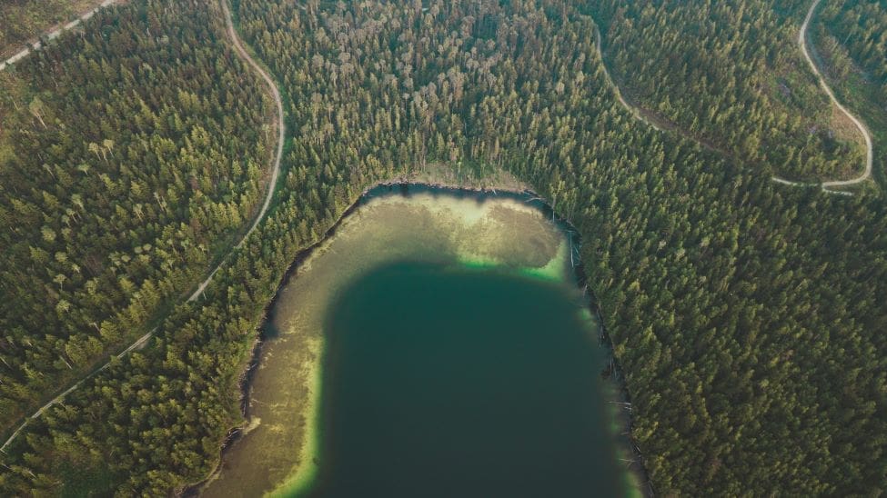Image: aerial view of a lake and a forest (Little Shuswap Lake Road, Chase, BC, Canada)