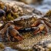 Image: Shore crab in an intertidal habitat, part of the parasite life cycle examined in the study