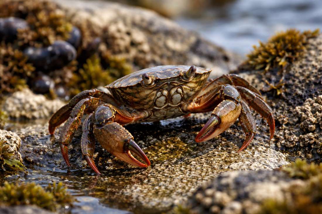 Image: Shore crab in an intertidal habitat, part of the parasite life cycle examined in the study