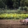 Image: a farmer is farming in his land with two cows