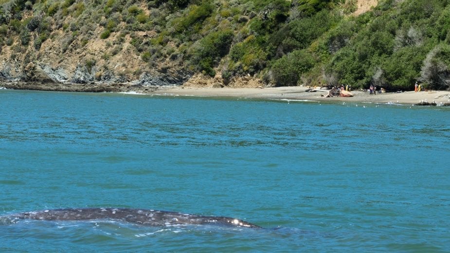 Gray whales face 18% mortality rate in San Francisco Bay amid ship traffic risks gray whale sf bay beach res