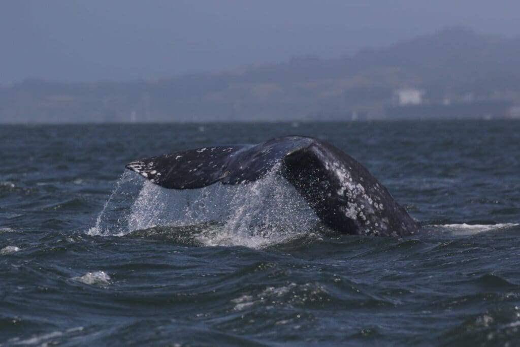 Gray whales face 18% mortality rate in San Francisco Bay amid ship traffic risks Image: TMMC-1-66, also known as 'Oreo', swimming in central San Francisco Bay