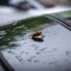Image: a bug on a car